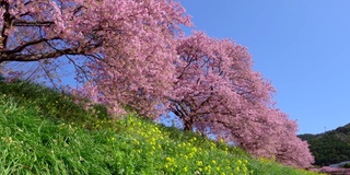 下嘉摩河边盛开的川崎樱花树和油菜花