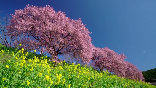 下嘉摩河边盛开的川崎樱花树和油菜花