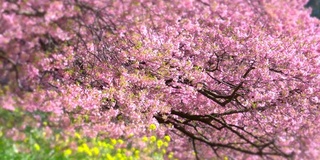 下嘉摩河边盛开的川崎樱花树和油菜花