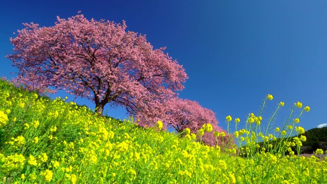 下嘉摩河边盛开的川崎樱花树和油菜花