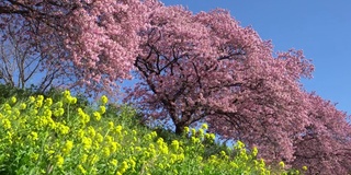 下嘉摩河边盛开的川崎樱花树和油菜花