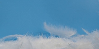 白色蓬松的羽毛落在黑色的背景上