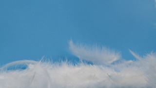 白色蓬松的羽毛落在黑色的背景上视频素材模板下载