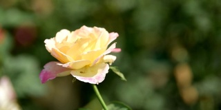 玫瑰花园。