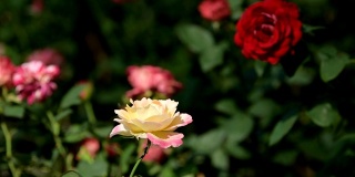 玫瑰花园。
