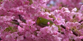 日本白眼和樱花