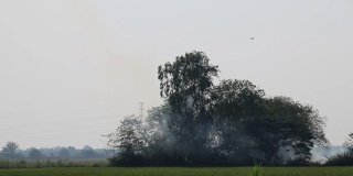 绿色的稻田里燃烧稻秆产生的烟。