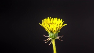4k垂直时间间隔的蒲公英花盛开和生长在一个黑色的背景。蒲公英盛开的花朵。视频素材模板下载
