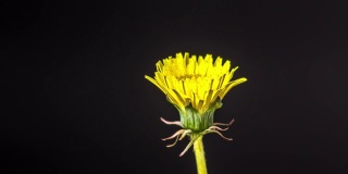 4k垂直时间间隔的蒲公英花盛开和生长在一个黑色的背景。蒲公英盛开的花朵。