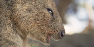 在罗特内斯特岛吃野生短尾矮袋鼠的特写。西澳大利亚旅游。缓慢的运动。红色的相机。
