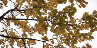风吹着黄叶打在枫树上