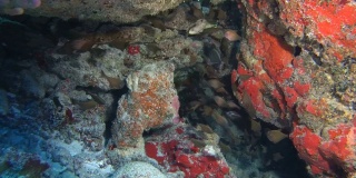 黄昏清扫者学校- Pempheris adusta在洞穴中游泳。印度洋，福瓦穆拉岛，马尔代夫，亚洲
