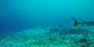 虎鲨在浅水珊瑚礁底部觅食-印度洋，福瓦穆拉岛，马尔代夫，亚洲