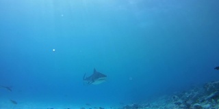 虎鲨游在蓝色的水在浅水-印度洋，福瓦穆拉岛，马尔代夫，亚洲