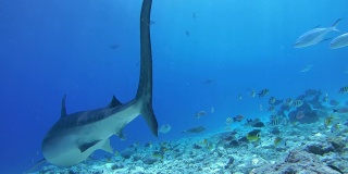 虎鲨游过礁石的斜坡，虎鲨-虎鲸居维叶。印度洋，福瓦穆拉岛，马尔代夫，亚洲