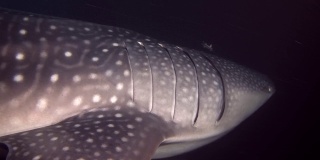 鲸鲨-斑疹犀牛在夜间游泳。印度洋，福瓦穆拉岛，马尔代夫，亚洲
