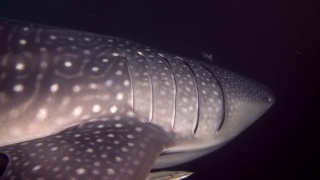 鲸鲨-斑疹犀牛在夜间游泳。印度洋，福瓦穆拉岛，马尔代夫，亚洲视频素材模板下载