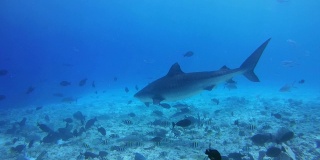 虎鲨在寻找食物的过程中，在浅水的珊瑚礁底部盘旋——印度洋，福瓦穆拉岛，马尔代夫，亚洲