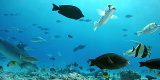 虎鲨捡起金枪鱼和其他渔业废弃物扔进海洋的渔民-印度洋，福瓦穆拉岛，马尔代夫，亚洲