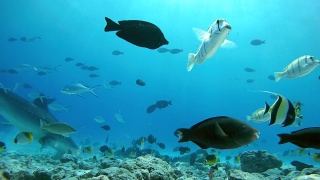 虎鲨捡起金枪鱼和其他渔业废弃物扔进海洋的渔民-印度洋，福瓦穆拉岛，马尔代夫，亚洲视频素材模板下载