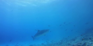 虎鲨在珊瑚礁底部的蓝色水中游泳-印度洋，福瓦穆拉岛，马尔代夫，亚洲