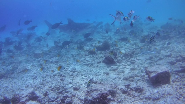 亚洲马尔代夫福瓦穆拉岛，印度洋浅水区，两只虎鲨在暗礁底部盘旋寻找食物