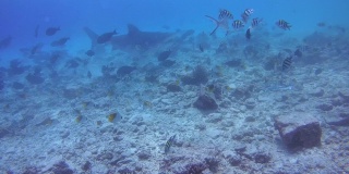 亚洲马尔代夫福瓦穆拉岛，印度洋浅水区，两只虎鲨在暗礁底部盘旋寻找食物