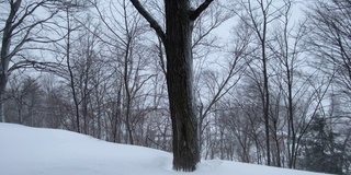 移动高分辨率4k视频的一个冬天的一天降雪。