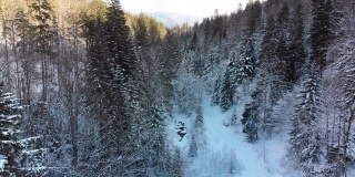 飞过冬天的针叶林喀尔巴阡附近的树在雪山