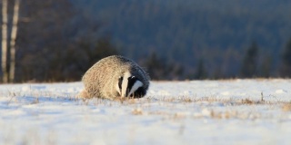 可爱的獾(Meles Meles)奔跑在覆盖着雪的草地在日出