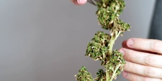 用旧剪刀手工加工医用大麻花蕾。