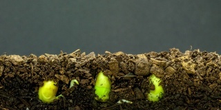 3个豆芽在地上生长的4K延时视频，以黑色背景拍摄。