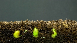 3个豆芽在地上生长的4K延时视频，以黑色背景拍摄。视频素材模板下载