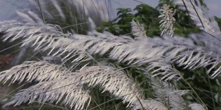 美丽的白色束(喀什)草花植物(糖精)在风中吹拂，蓝天为背景。