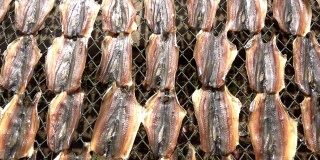 准备在太阳下晒干的鱼，近距离的鱼片在东南亚的柳条桌上晒干。咸保护海鲜