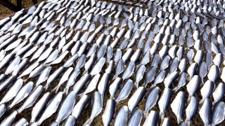 准备在太阳下晒干的鱼，近距离的鱼片在东南亚的柳条桌上晒干。咸保护海鲜视频素材模板下载
