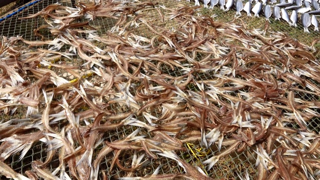 准备在太阳下晒干的鱼，近距离的鱼片在东南亚的柳条桌上晒干。咸保护海鲜