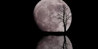 繁星满天的大月亮和孤零零的树