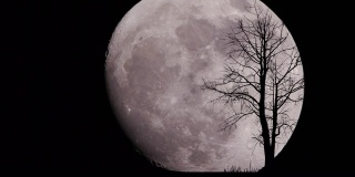 繁星满天的大月亮和孤零零的树