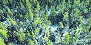 鸟瞰图飞过一个冬天被雪覆盖的松林。冬季森林纹理。鸟瞰图。无人机拍摄的冬季景观。冰雪覆盖的森林。空中的电影
