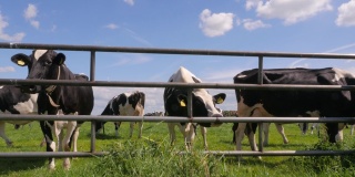荷兰的黑白色荷斯坦奶牛在草地上吃草