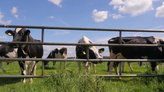 荷兰的黑白色荷斯坦奶牛在草地上吃草视频素材模板下载