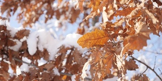 近景橡树叶植被雪浅DOF慢模