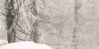 雪花飘落，树枝上的雪花在冬天储存录像