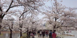 樱花在日本东京上野公园落下