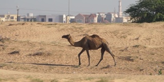 阿联酋阿布扎比沙漠中的骆驼，以城市景观为背景的慢镜头