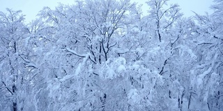 美丽的风景冻结了树上的雪