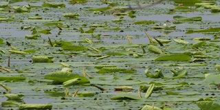 莲花(莲属椰子)