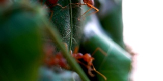 公园里的红蚂蚁4K镜头