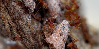 公园里的红蚂蚁4K镜头